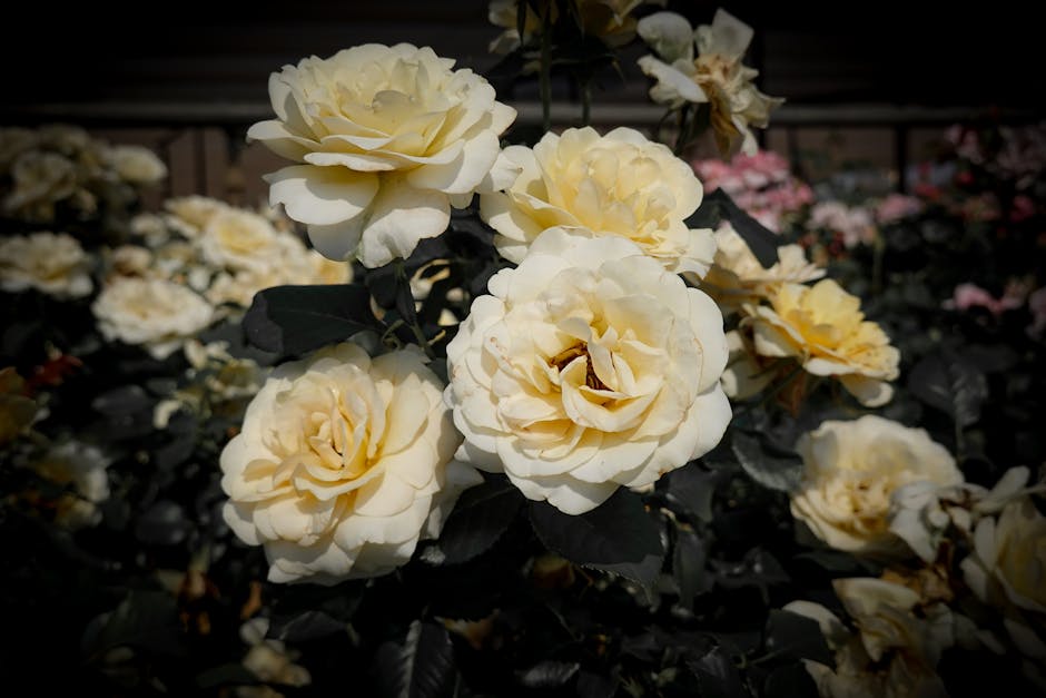 Chelsea Flower Show 2026 - Nahaufnahme von blühenden gelben Rosen in lebendigem Garten