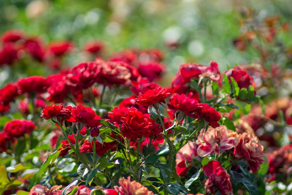 Chelsea Flower Show 2026 - üppige Ausstellung von lebendigen roten Rosen in sonnigem Garten