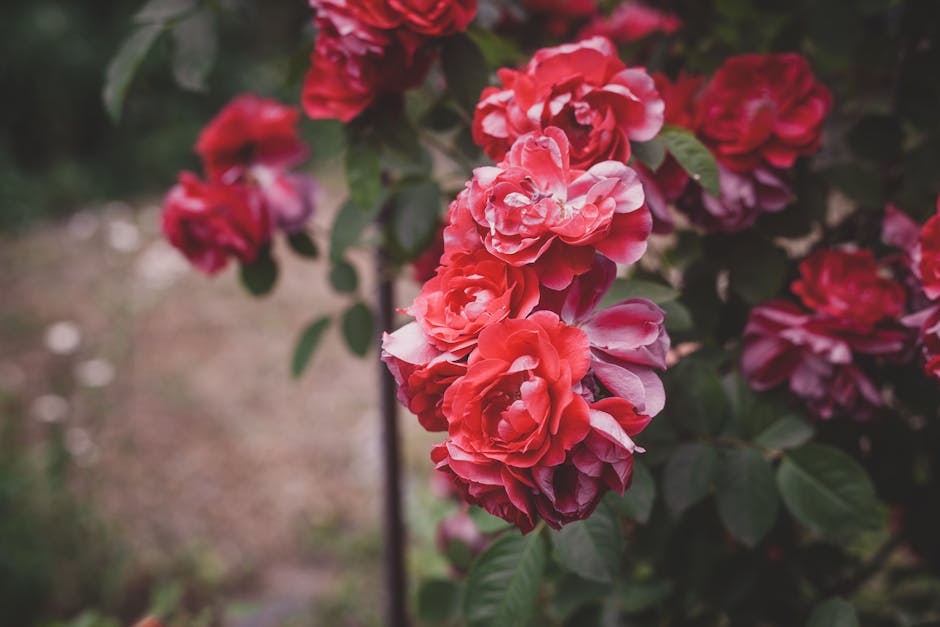 Chelsea Flower Show 2026 - rote Rosen in voller Blüte zeigen die Eleganz der Natur